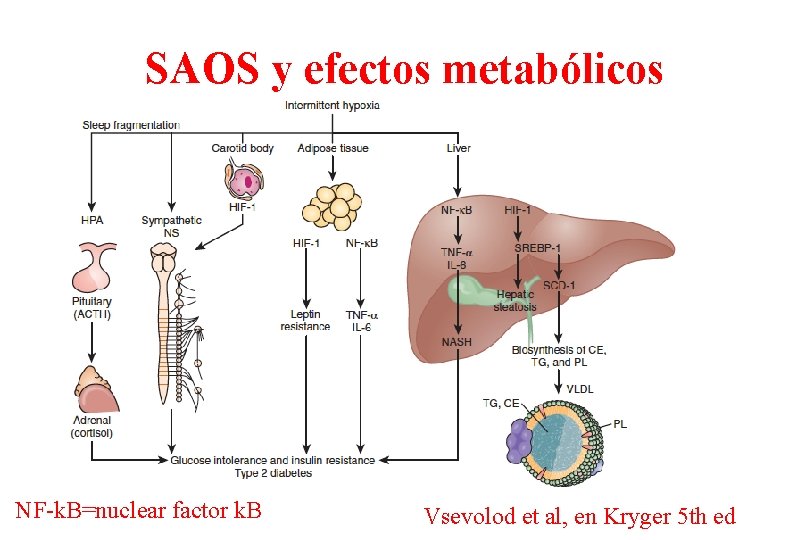 SAOS y efectos metabólicos NF-k. B=nuclear factor k. B Vsevolod et al, en Kryger