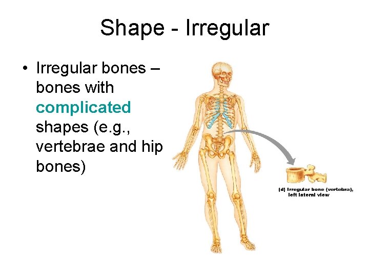 Shape - Irregular • Irregular bones – bones with complicated shapes (e. g. ,