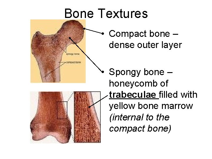 Bone Textures • Compact bone – dense outer layer • Spongy bone – honeycomb