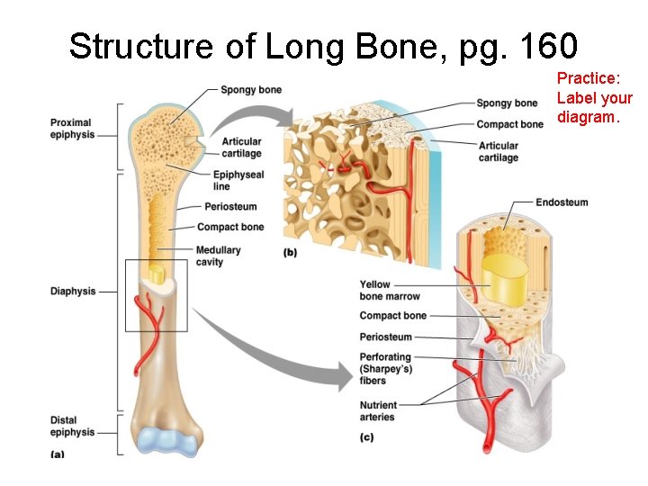 Structure of Long Bone, pg. 160 Practice: Label your diagram. 