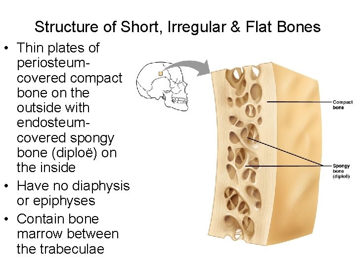 Structure of Short, Irregular & Flat Bones • Thin plates of periosteumcovered compact bone