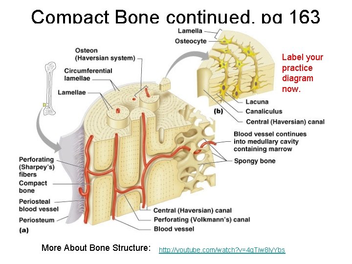 Compact Bone continued, pg 163 Label your practice diagram now. More About Bone Structure: