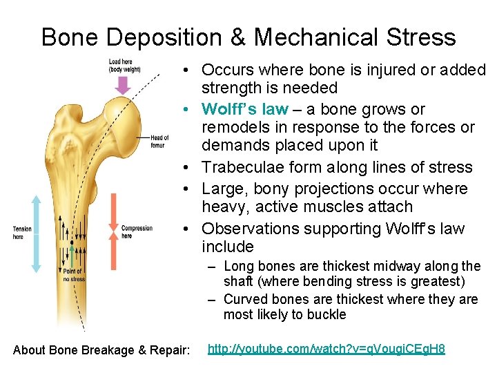 Bone Deposition & Mechanical Stress • Occurs where bone is injured or added strength