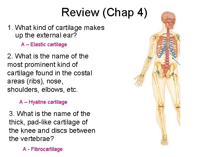 Review (Chap 4) 1. What kind of cartilage makes up the external ear? A
