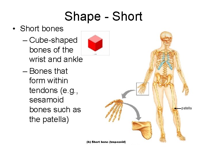 Shape - Short • Short bones – Cube-shaped bones of the wrist and ankle