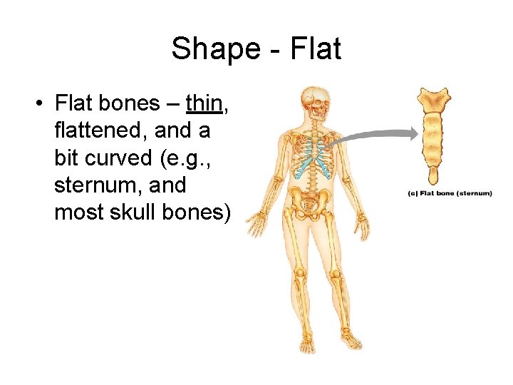 Shape - Flat • Flat bones – thin, flattened, and a bit curved (e.