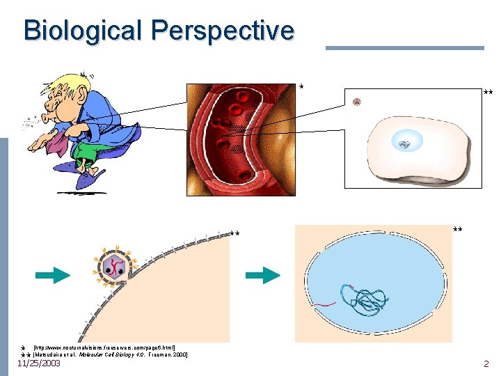 Biological Perspective F FF F [http: //www. nocturnalvisions. freeservers. com/page 6. html] FF [Matsudaira
