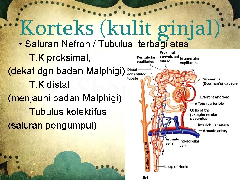 Korteks (kulit ginjal) • Saluran Nefron / Tubulus terbagi atas: T. K proksimal, (dekat