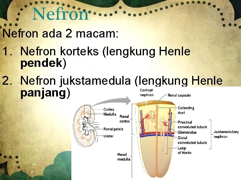 Nefron ada 2 macam: 1. Nefron korteks (lengkung Henle pendek) 2. Nefron jukstamedula (lengkung
