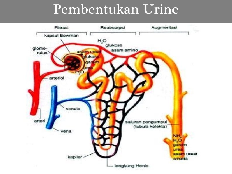 Pembentukan Urine 