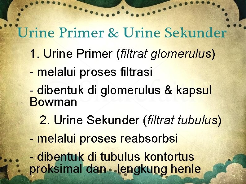 Urine Primer & Urine Sekunder 1. Urine Primer (filtrat glomerulus) - melalui proses filtrasi