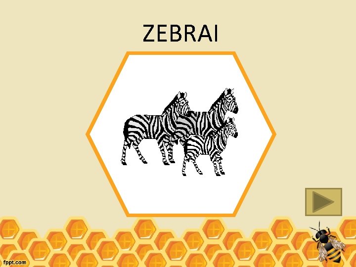 ZEBRAI 