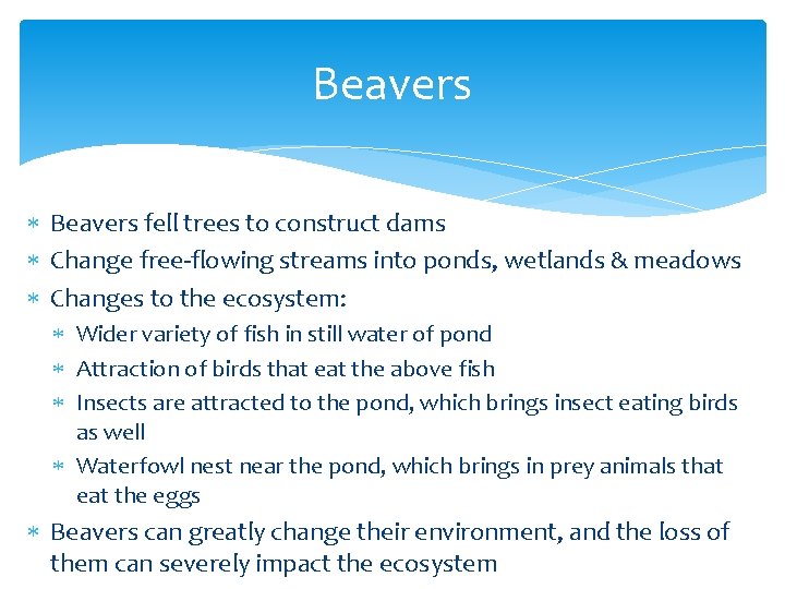 Beavers fell trees to construct dams Change free-flowing streams into ponds, wetlands & meadows