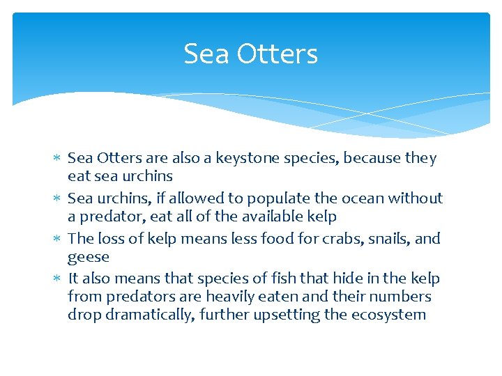 Sea Otters are also a keystone species, because they eat sea urchins Sea urchins,
