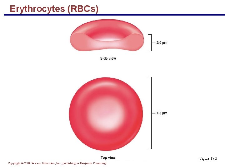 Erythrocytes (RBCs) Figure 17. 3 Copyright © 2004 Pearson Education, Inc. , publishing as