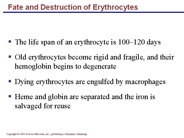 Fate and Destruction of Erythrocytes § The life span of an erythrocyte is 100–