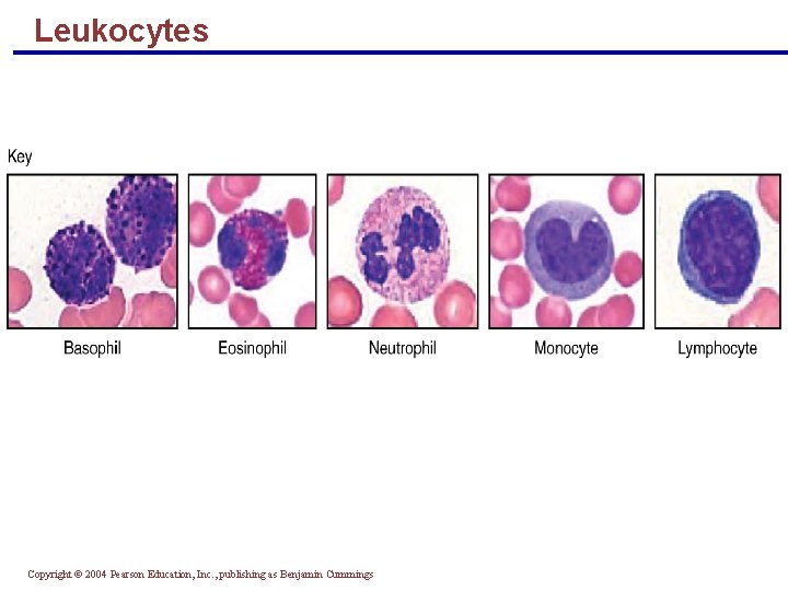 Leukocytes Copyright © 2004 Pearson Education, Inc. , publishing as Benjamin Cummings 
