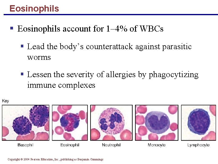 Eosinophils § Eosinophils account for 1– 4% of WBCs § Lead the body’s counterattack