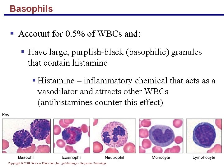 Basophils § Account for 0. 5% of WBCs and: § Have large, purplish-black (basophilic)