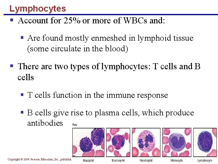 Lymphocytes § Account for 25% or more of WBCs and: § Are found mostly