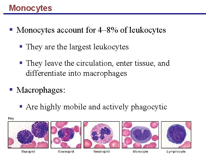 Monocytes § Monocytes account for 4– 8% of leukocytes § They are the largest