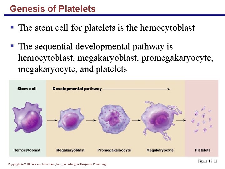 Genesis of Platelets § The stem cell for platelets is the hemocytoblast § The