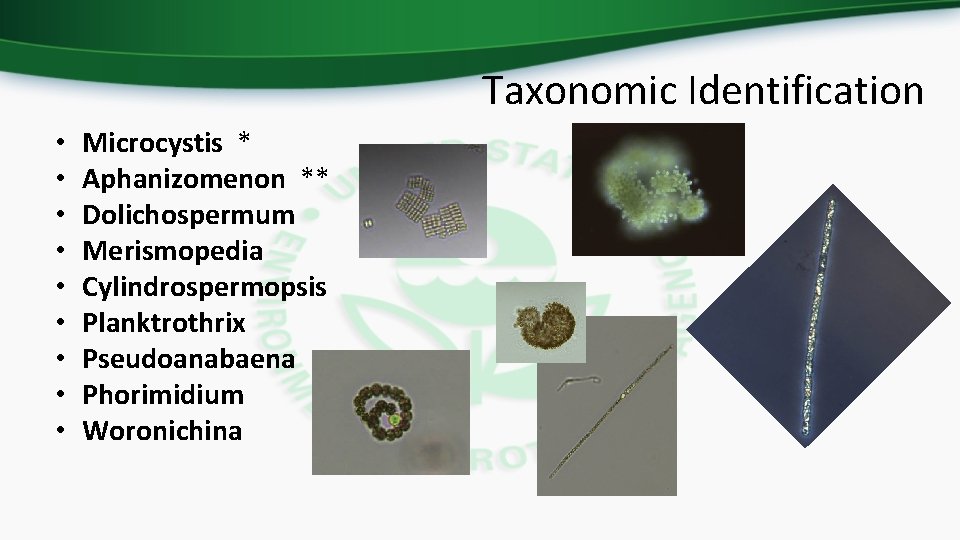 Taxonomic Identification • • • Microcystis * Aphanizomenon ** Dolichospermum Merismopedia Cylindrospermopsis Planktrothrix Pseudoanabaena