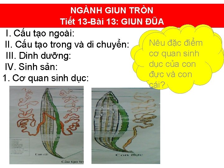 NGÀNH GIUN TRÒN Tiết 13 -Bài 13: GIUN ĐŨA I. Cấu tạo ngoài: II.