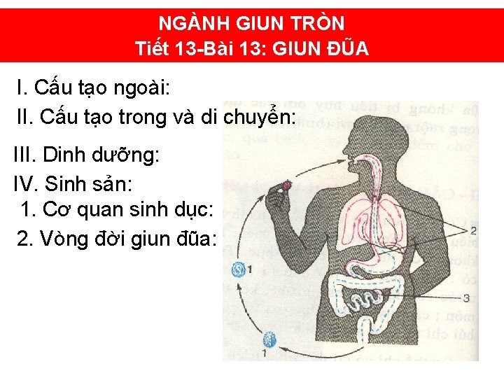 NGÀNH GIUN TRÒN Tiết 13 -Bài 13: GIUN ĐŨA I. Cấu tạo ngoài: II.