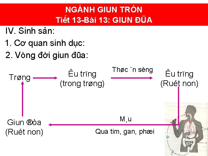 NGÀNH GIUN TRÒN Tiết 13 -Bài 13: GIUN ĐŨA IV. Sinh sản: 1. Cơ