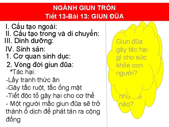 NGÀNH GIUN TRÒN Tiết 13 -Bài 13: GIUN ĐŨA I. Cấu tạo ngoài: II.