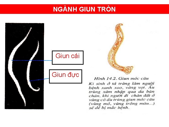 NGÀNH GIUN TRÒN Giun cái Giun đực 