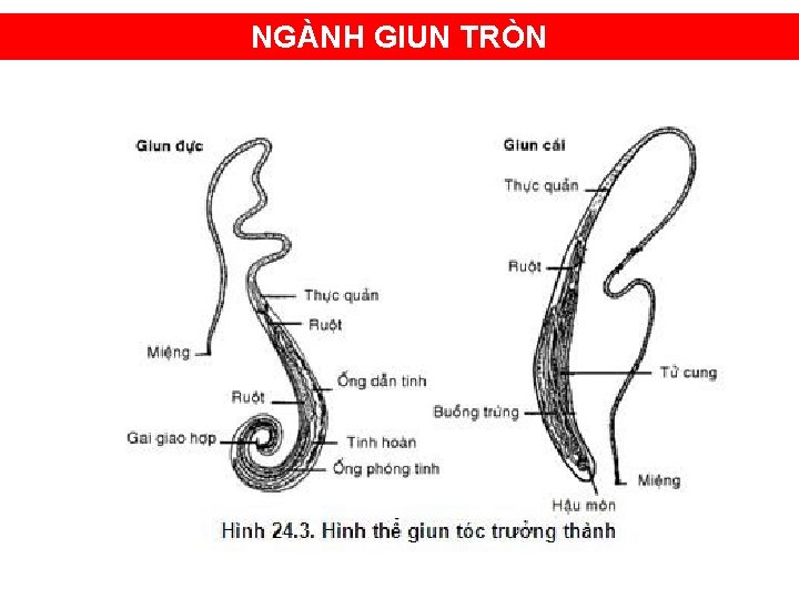 NGÀNH GIUN TRÒN 