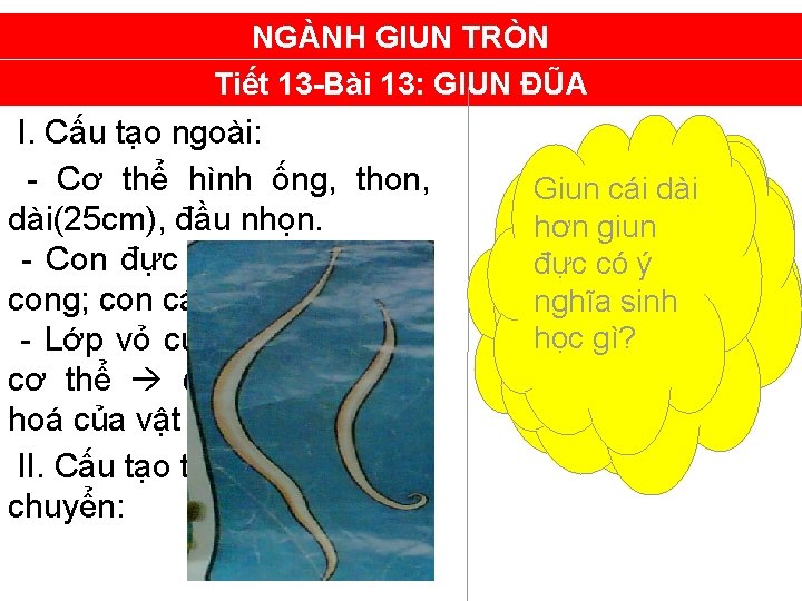 NGÀNH GIUN TRÒN Tiết 13 -Bài 13: GIUN ĐŨA I. Cấu tạo ngoài: -