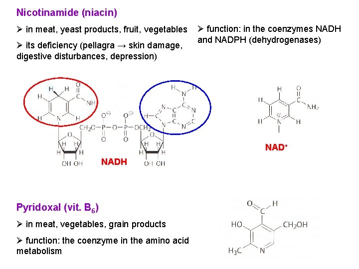 Nicotinamide (niacin) Ø in meat, yeast products, fruit, vegetables Ø its deficiency (pellagra →