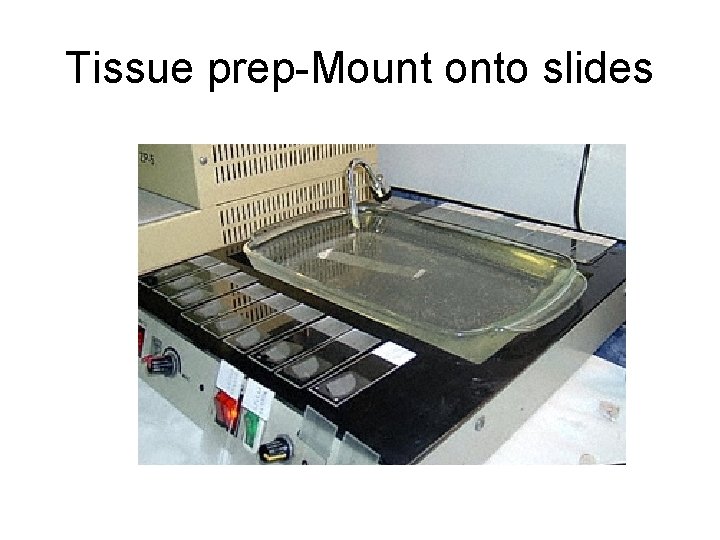 Tissue prep-Mount onto slides 