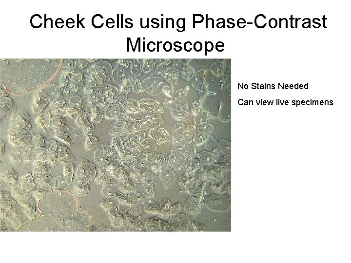 Cheek Cells using Phase-Contrast Microscope No Stains Needed Can view live specimens 