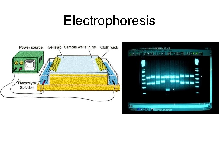 Electrophoresis 