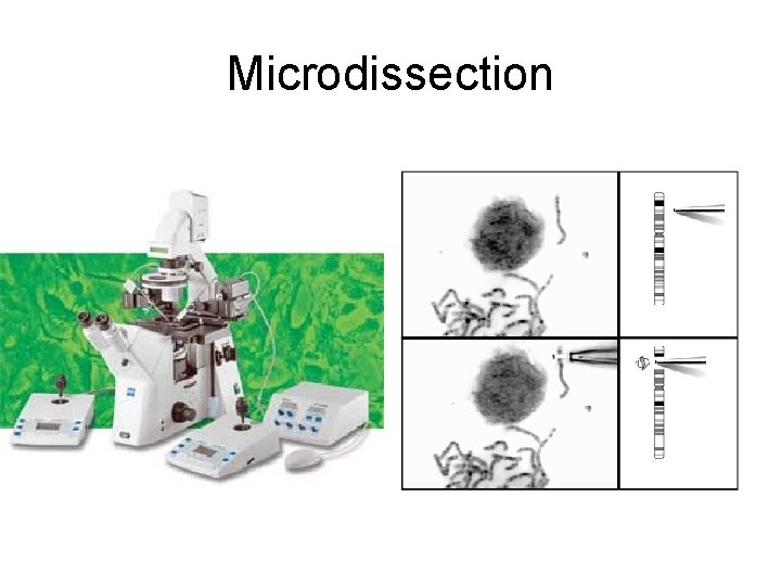 Microdissection 