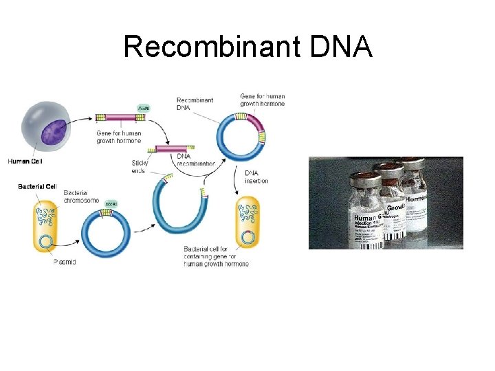 Recombinant DNA 