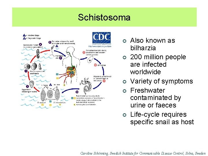 Schistosoma ¢ ¢ ¢ Also known as bilharzia 200 million people are infected worldwide