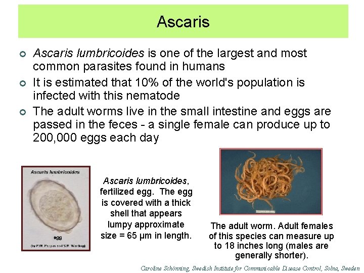 Ascaris ¢ ¢ ¢ Ascaris lumbricoides is one of the largest and most common