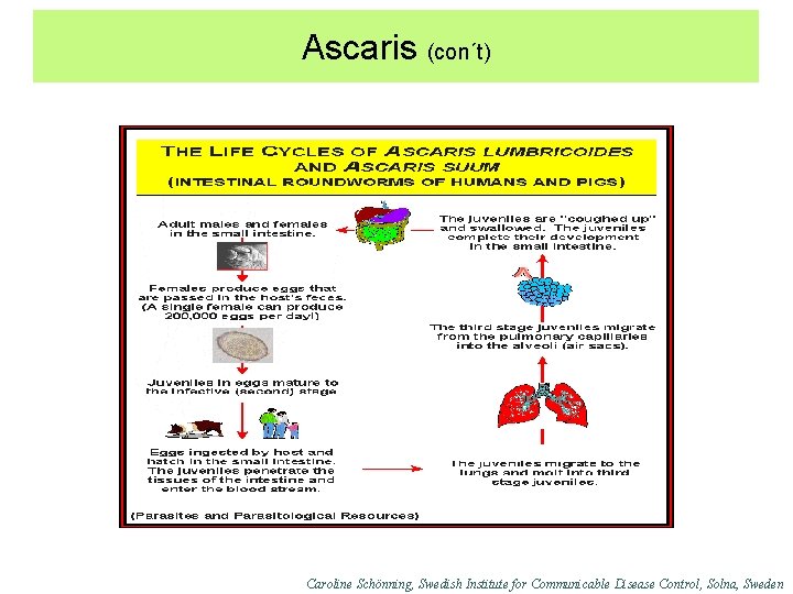 Ascaris (con´t) Caroline Schönning, Swedish Institute for Communicable Disease Control, Solna, Sweden 