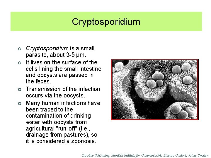 Cryptosporidium ¢ ¢ Cryptosporidium is a small parasite, about 3 -5 µm. It lives