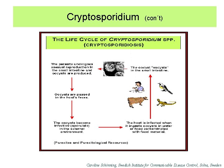 Cryptosporidium (con´t) Caroline Schönning, Swedish Institute for Communicable Disease Control, Solna, Sweden 