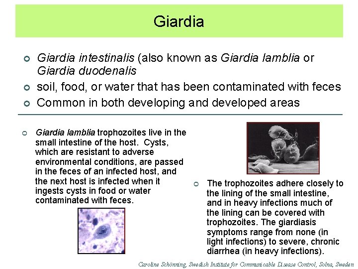 Giardia ¢ ¢ Giardia intestinalis (also known as Giardia lamblia or Giardia duodenalis soil,