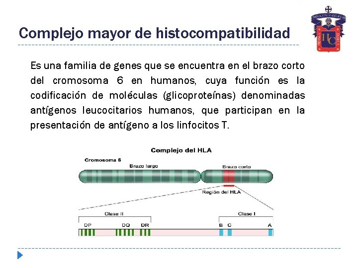 Complejo mayor de histocompatibilidad Es una familia de genes que se encuentra en el