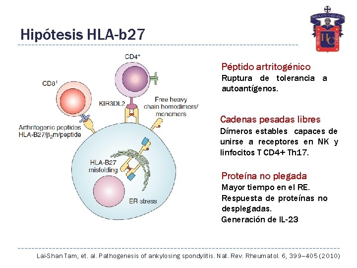 Hipótesis HLA-b 27 Péptido artritogénico Ruptura de tolerancia a autoantígenos. Cadenas pesadas libres Dímeros