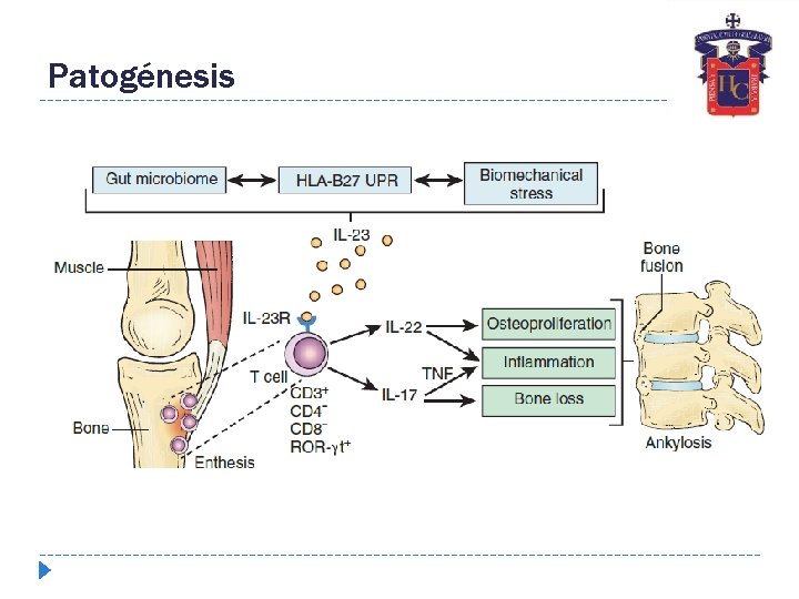Patogénesis 