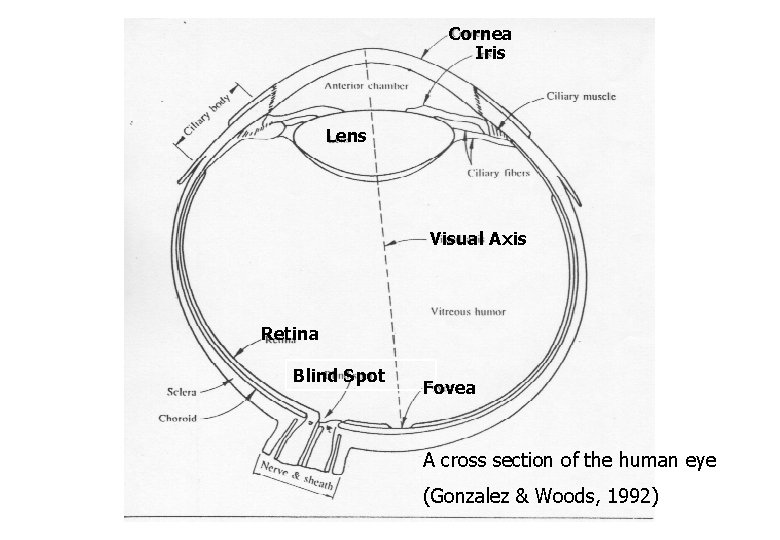 Cornea Iris Lens Visual Axis Retina Blind Spot Fovea A cross section of the